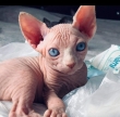 Sphynx Cats For Sale